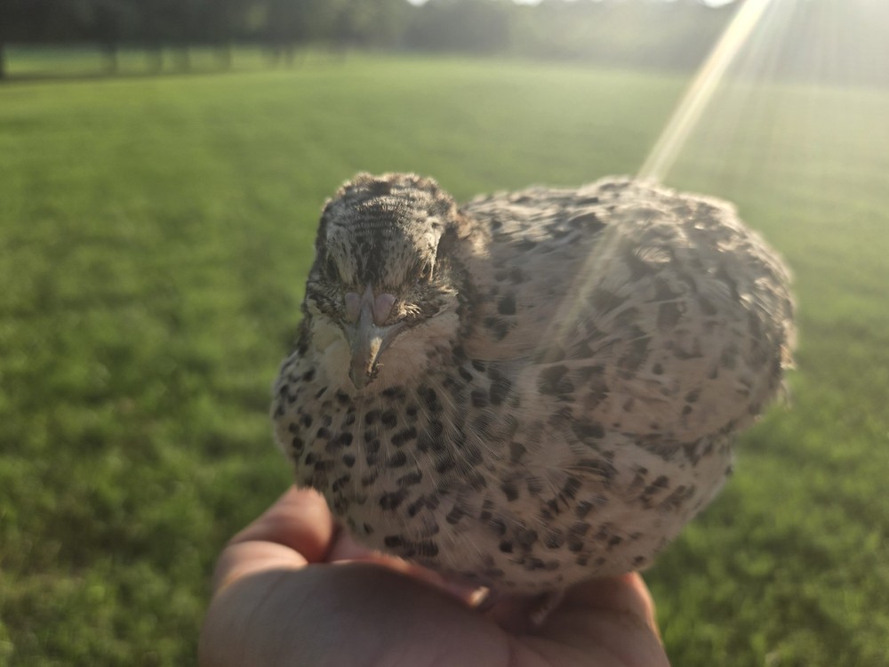 (24+ Total) 12 Celadon Blue/12 AssortedCoturnix Quail Hatching Eggs
