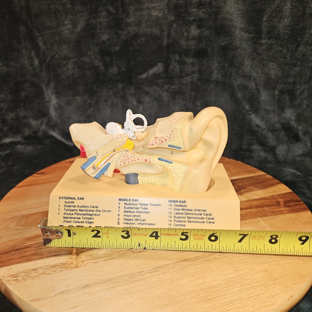 Lorabid Loracebef Ear Model With Removable Pieces Innovative Premiums 1994