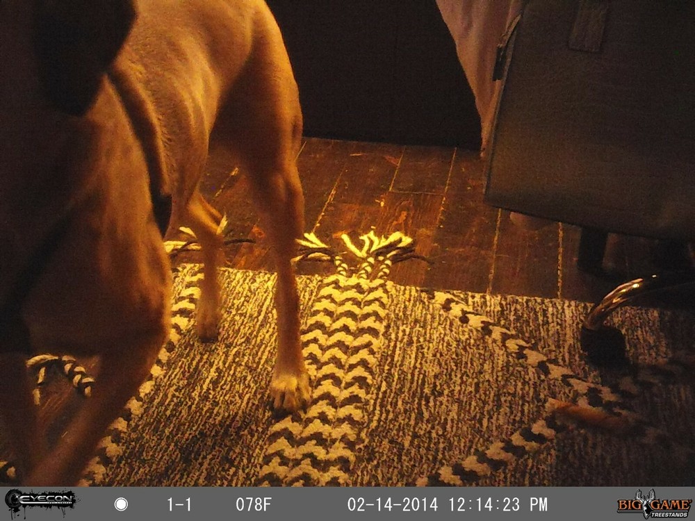 Eyecon Crossfire Trail Camera Epic Photos & Video