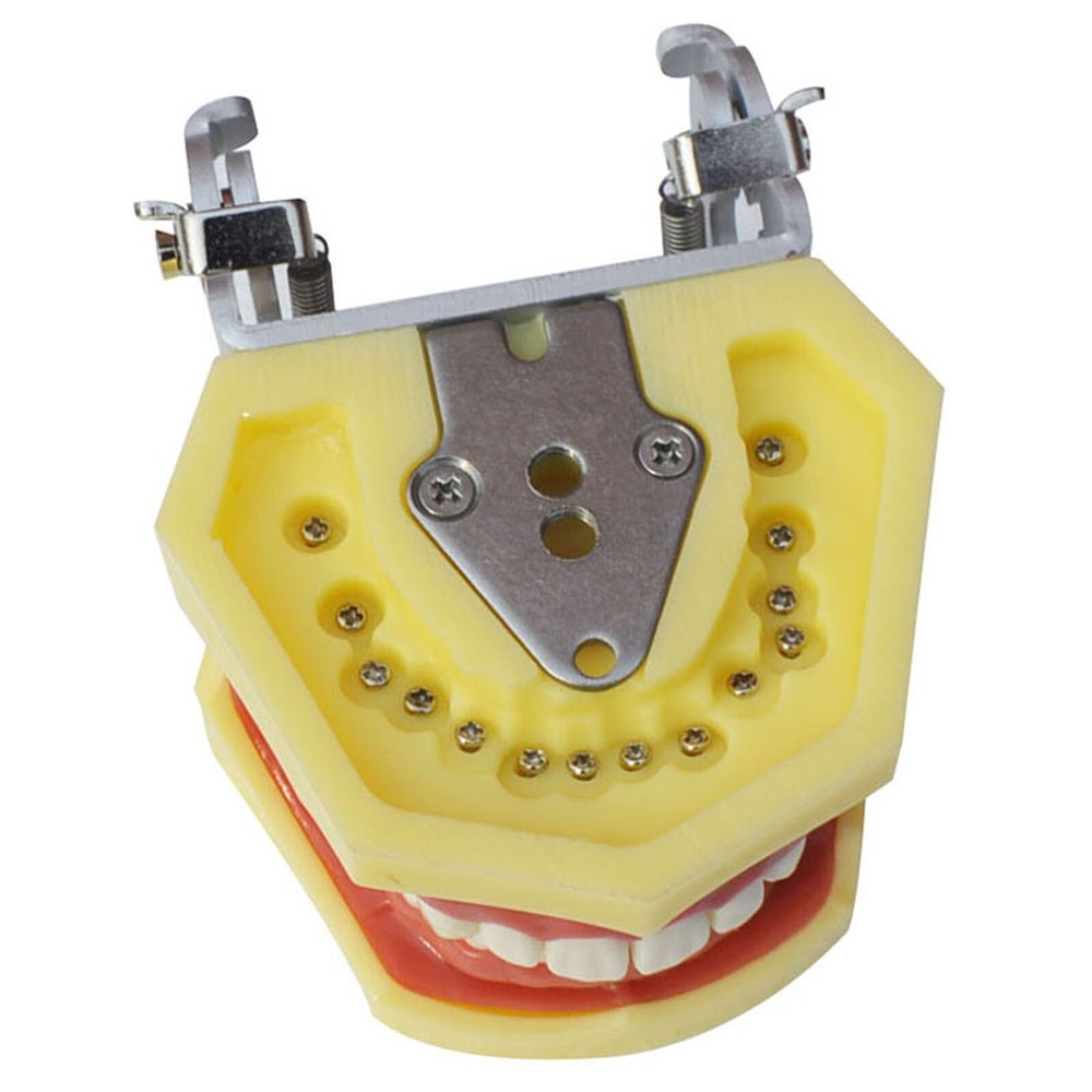 Teeth Model Detachable Dental Practice Teaching Model Simulation Tooth Model