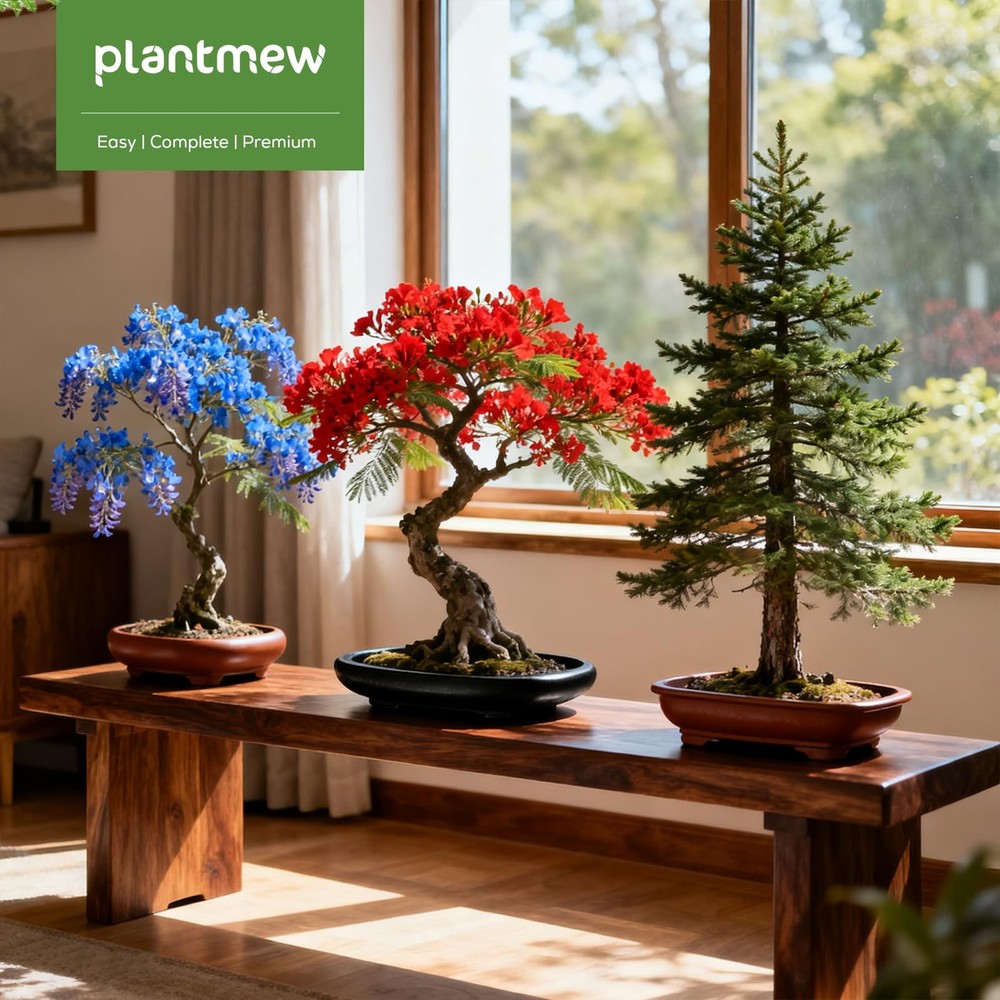 Jacaranda Bonsai Starter Kit – Complete DIY Indoor Tree- 3Pack, Green