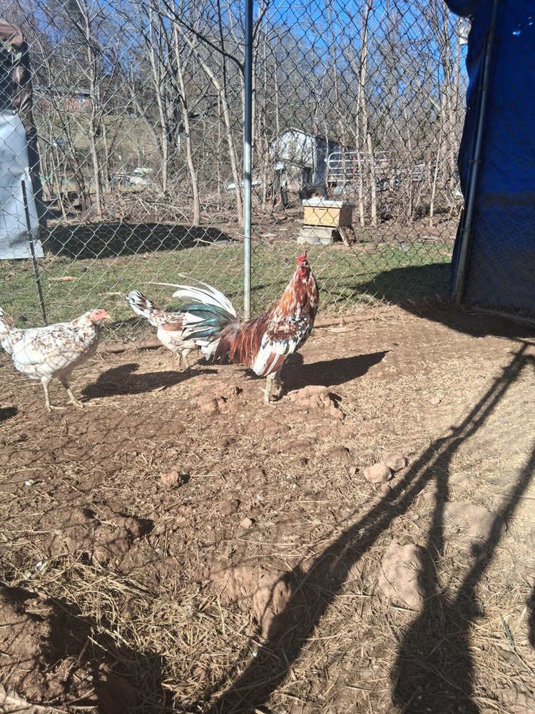 6 +Spangled Hatch Pure Hatching Eggs