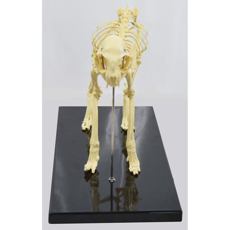 Feline Skeleton Anatomical Model Education Model Study Train Standard Size PVC