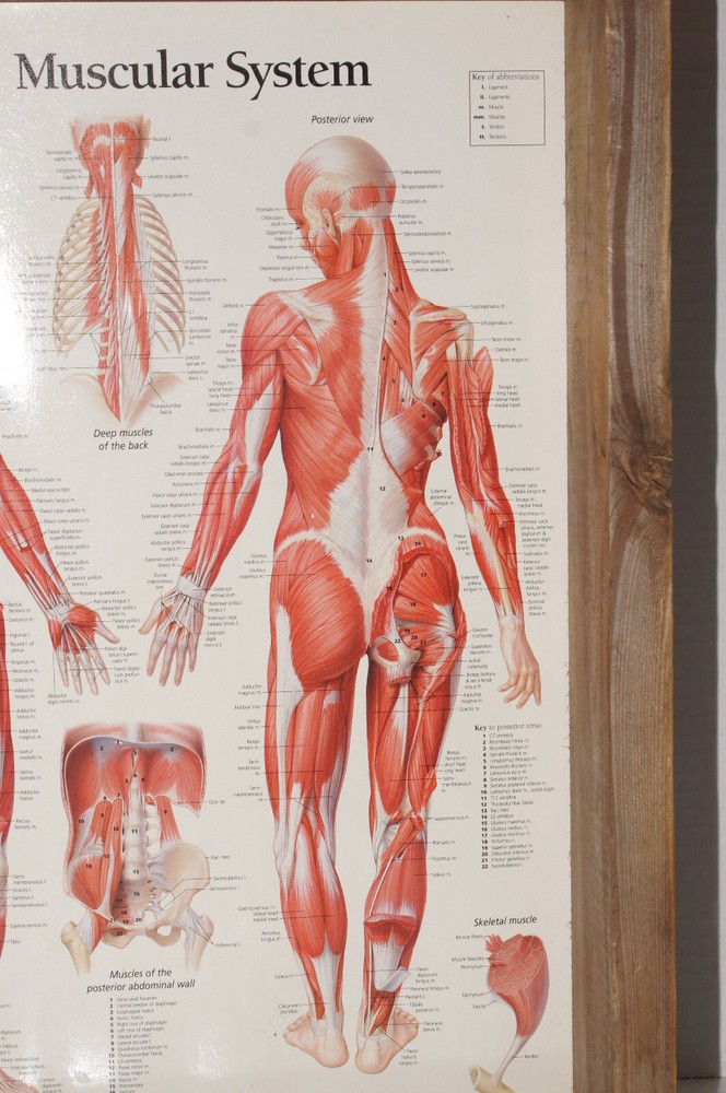 Muscular System Female Chart: Laminated Wall Chart Framed Shadow Box Wood