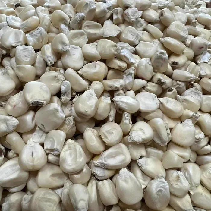 20 lbs Silver King White Corn Non-GMO Seed for Brewing, Distilling, or Planting