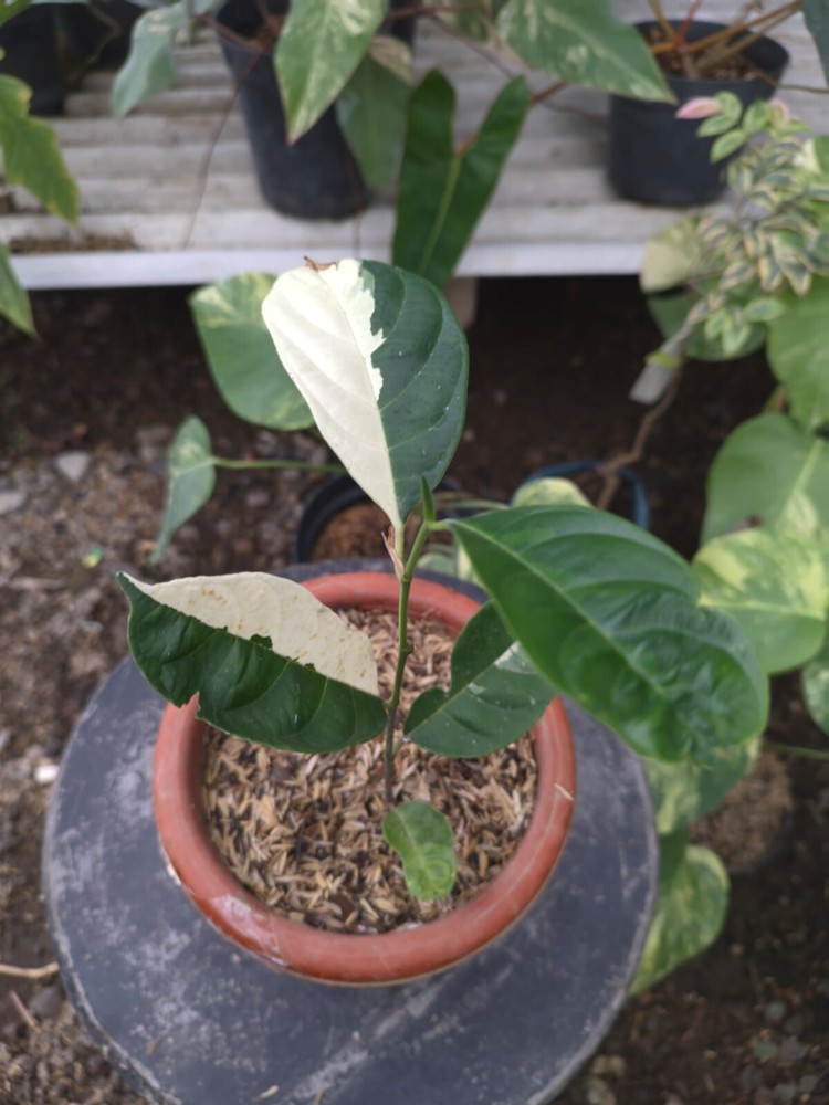 Grafted Jackfruit Variegated Free Phytosanitary Ship DHL Express