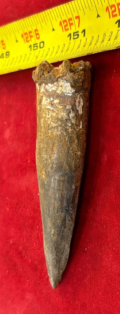3 1/2 inch spinosaurus tooth