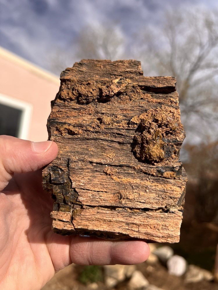 DoBell Ranch Petrified Wood