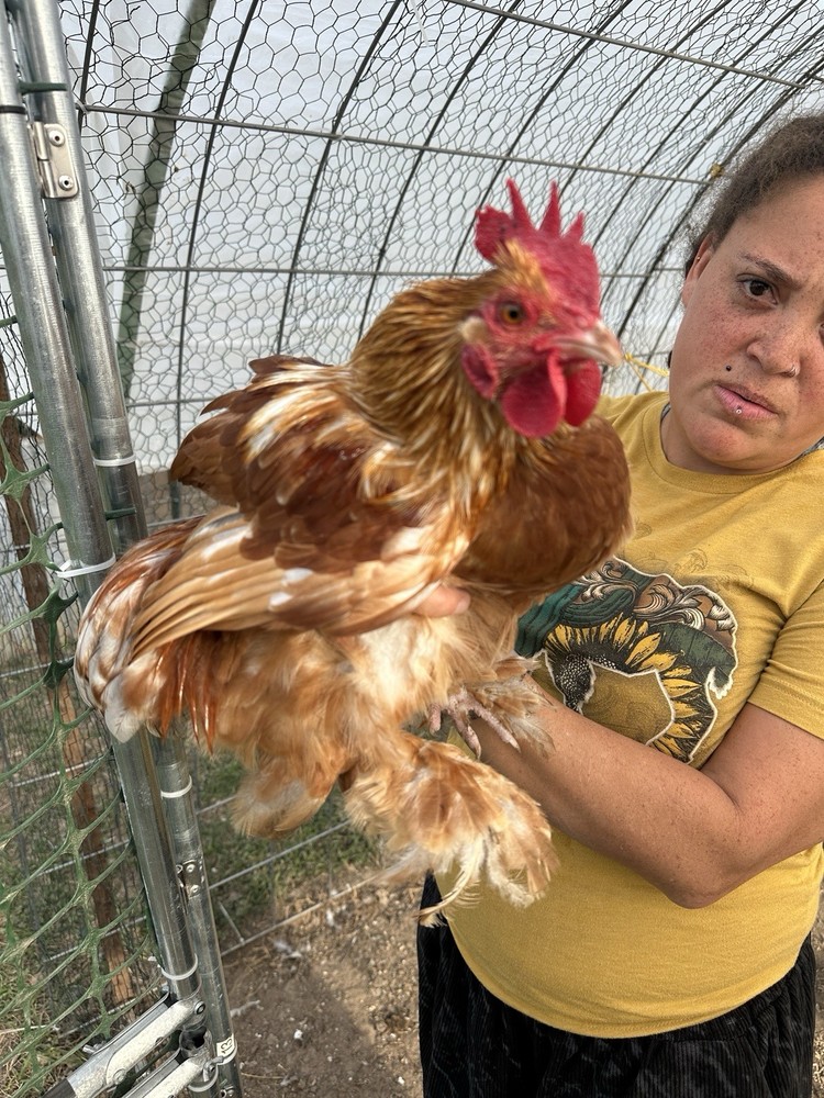 Bantam Cochin Fun Pen