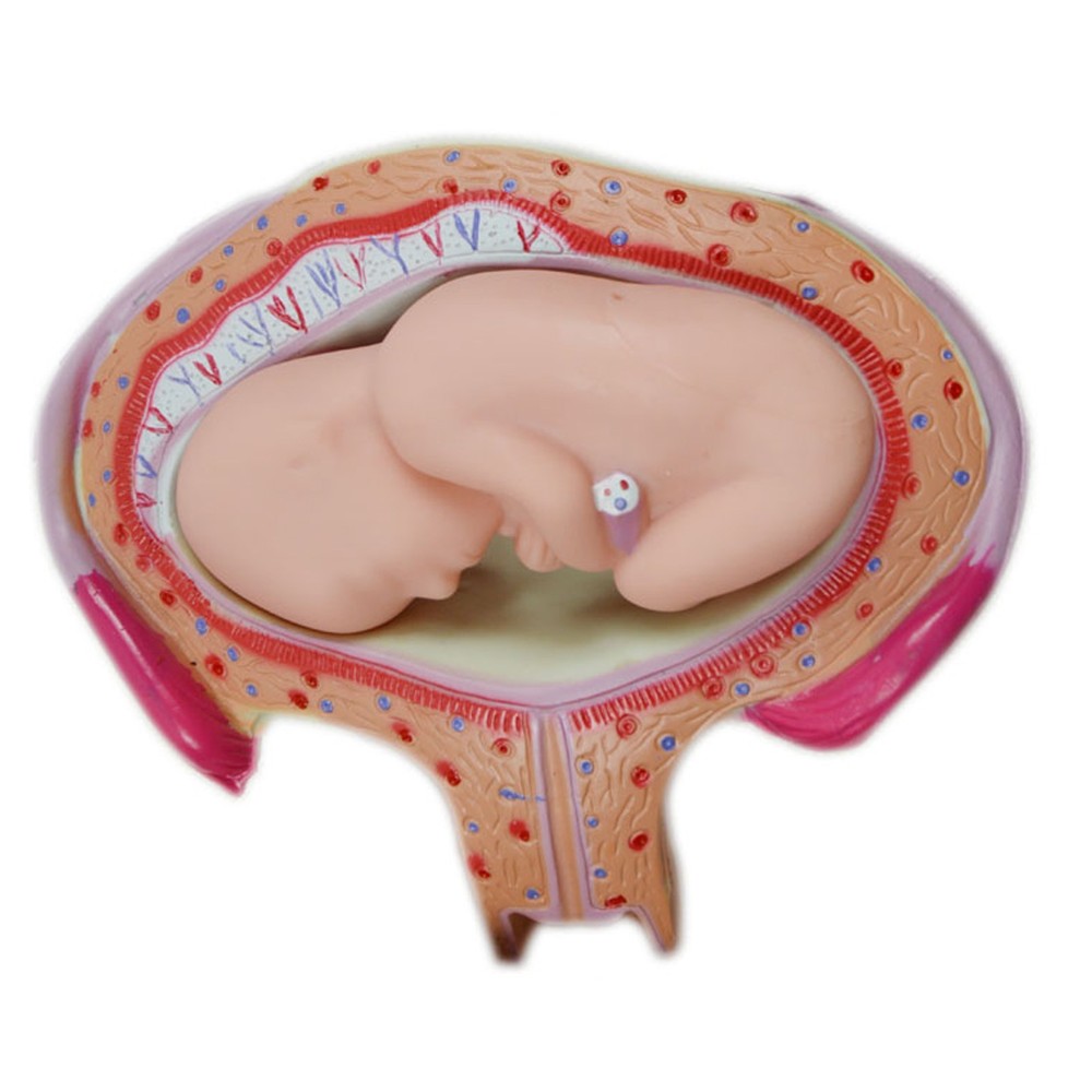 8 Pcs/set PVC Human Anatomical Embryonic Development Process Teaching Model