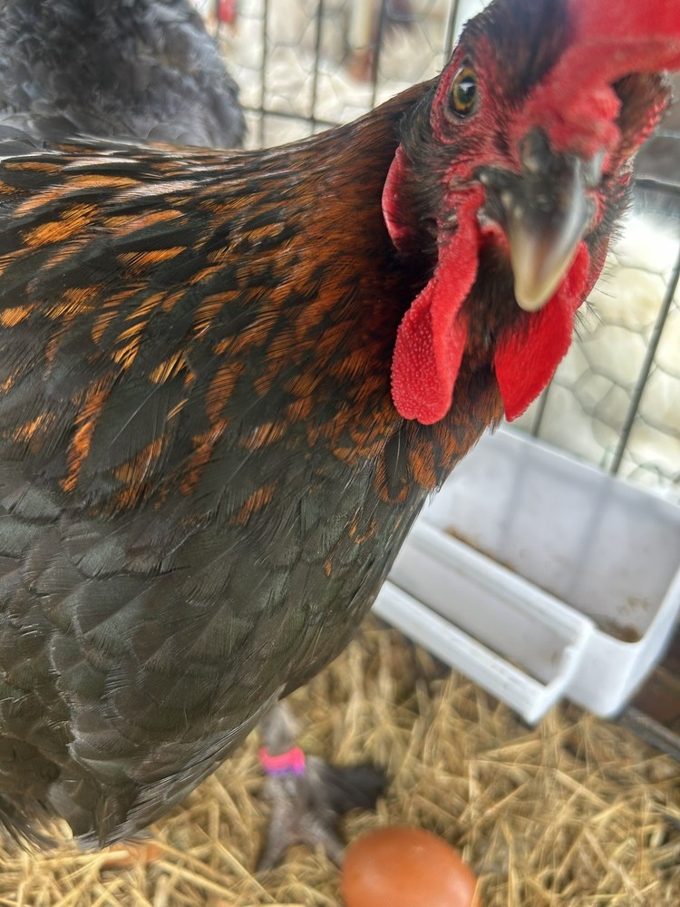 🐣🤍6 Black Copper Marans(BCM)hatching eggs NOT hatchery sourced🤍🐣