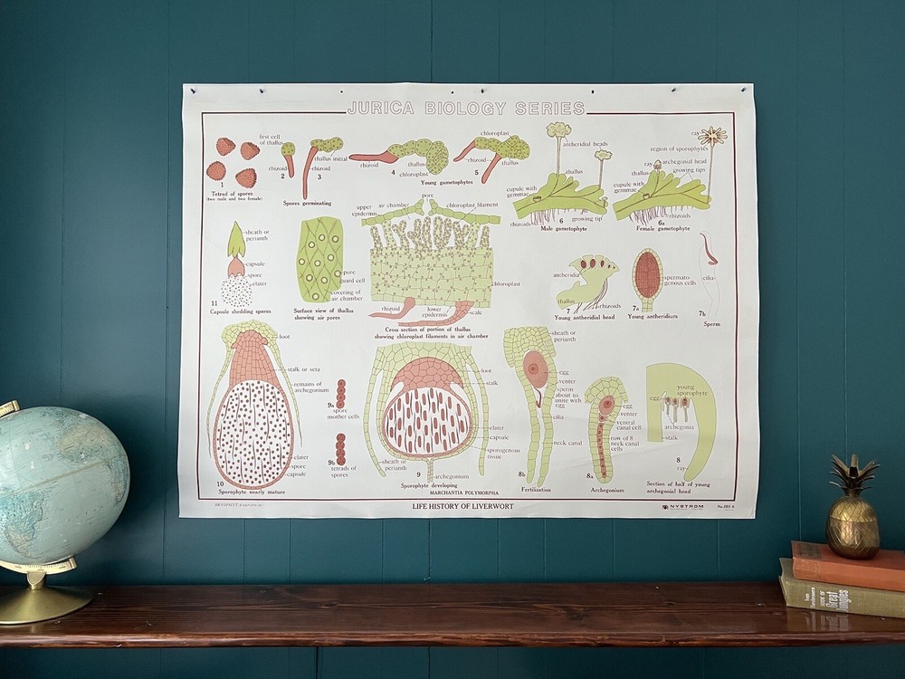 Vintage Science Biology Classroom Chart Poster - Liverwort & Root/Plant Function