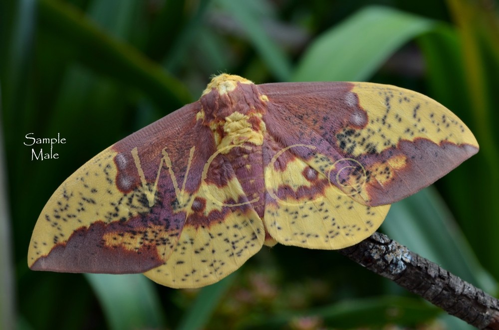 IMPERIAL MOTH MALE A+++ QUALITY (ONE UNMOUNTED SPECIMEN)