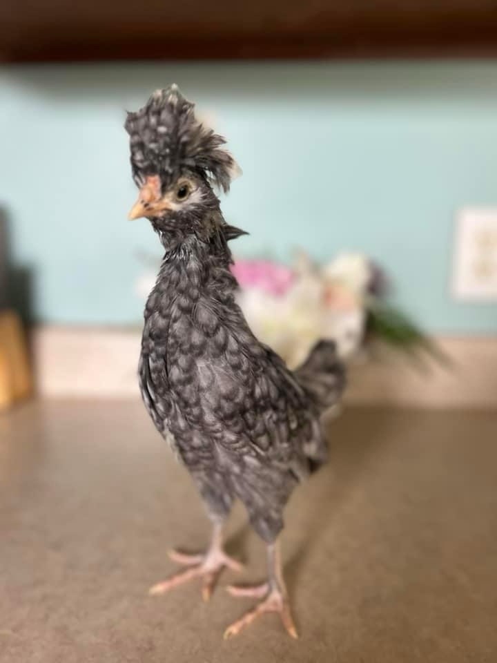 6 Polish Chicken Hatching Eggs (NPIP Certified)