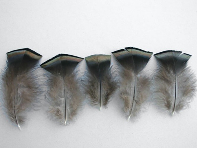 1 oz Wild Turkey Breast Feathers