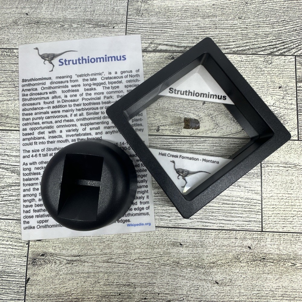 Struthiomimus Extinct Dinosaur Bone Fossil In Display Case Rare