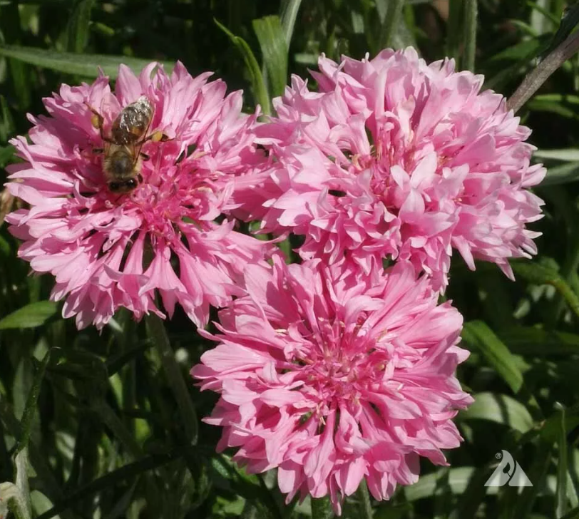 CORNFLOWER Bachelor Button Landscaper's Bulk Pack Heirloom Non-GMO 1500 Seeds!