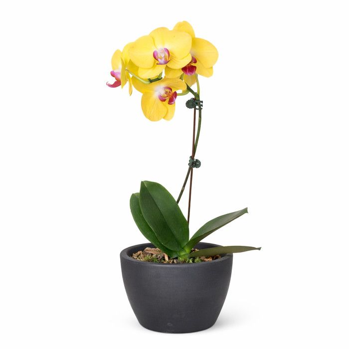Orchid 'Yellow Phalaenopsis' 3" Pot