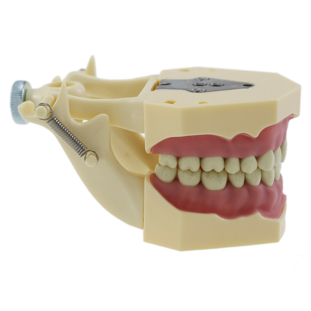 Dental Restorative Typodont Practice Model Removable 32PC Screw-in Teeth Frasaco