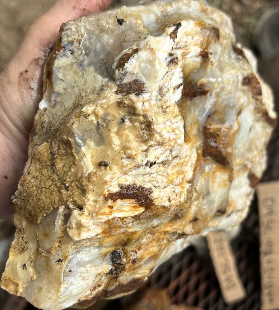 Silver Creek Junction petrified wood