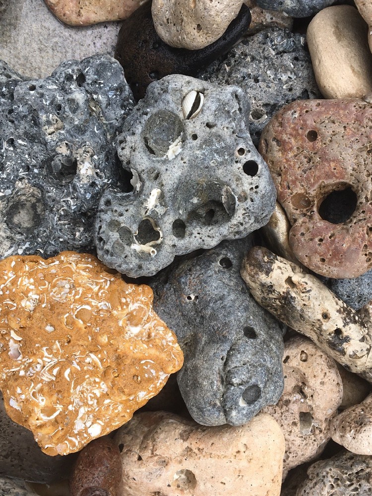 Florida Sea Rocks at least 2.5 LBS