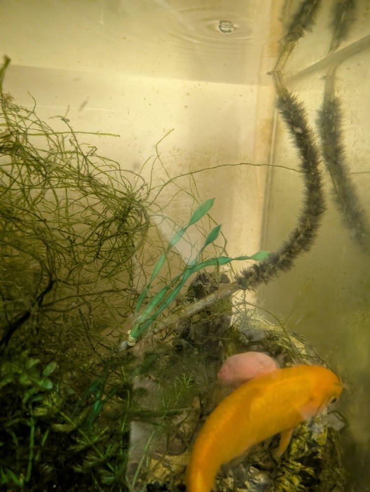 A live gold fish with a huge tumor
