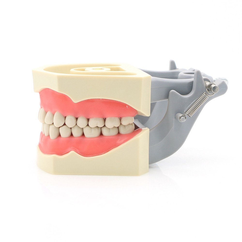 US Columbia Dentoform 860 Type Dental Typodont Model With 32Pcs Removable Teeth