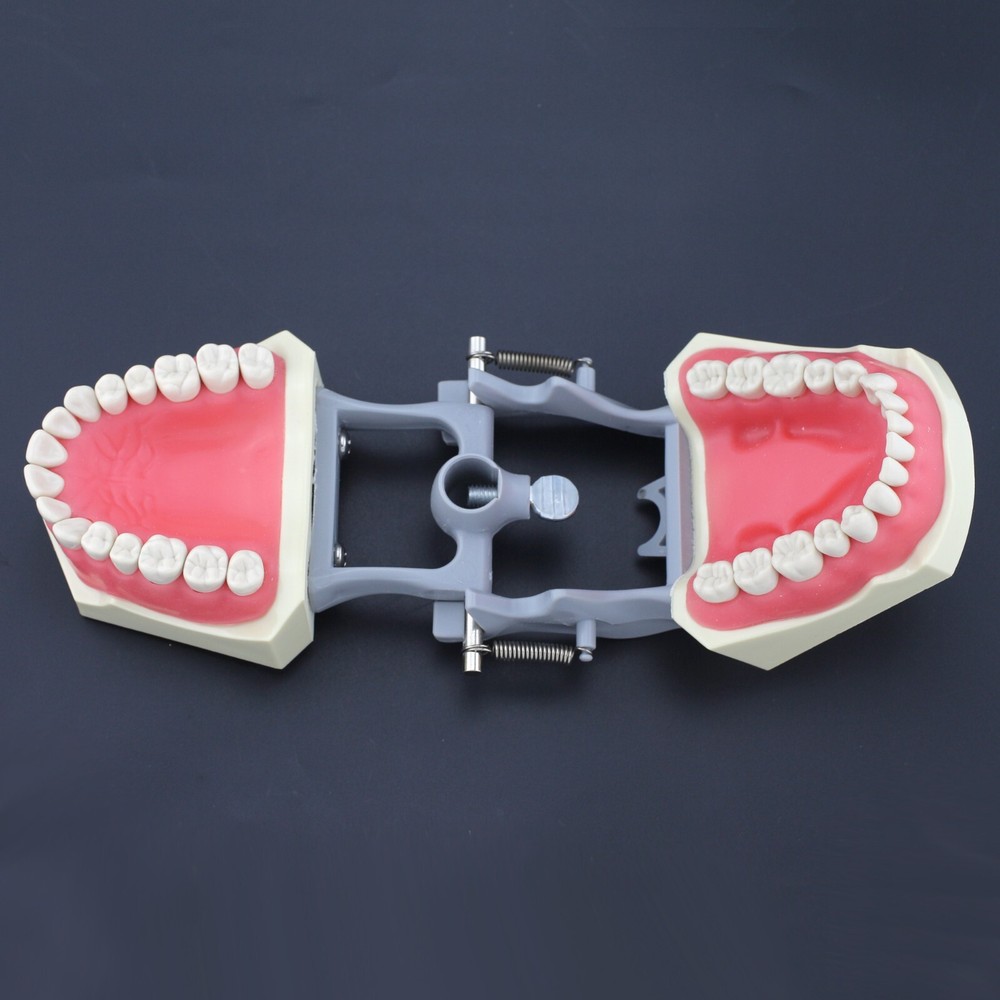 US Columbia Dentoform 860 Type Dental Typodont Model 32pcs Removable Teeth Exam
