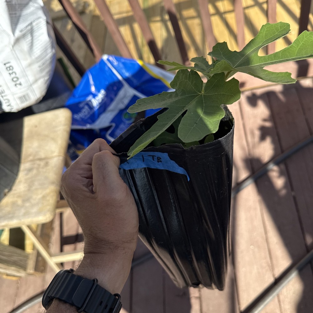 Italian Black YOUNG Fig Tree 🌲