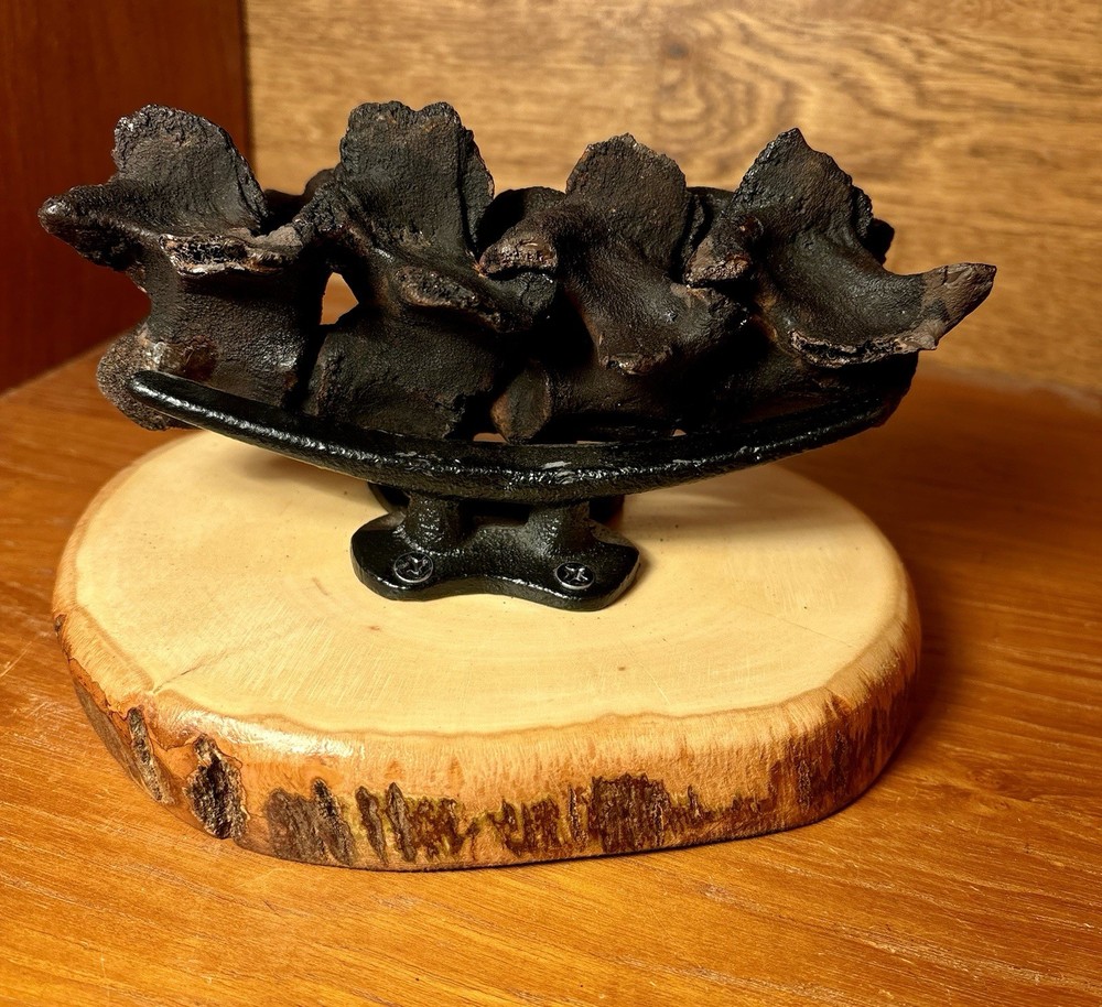 Museum Quality Associated Fossilized Alligator Vertebra Mount