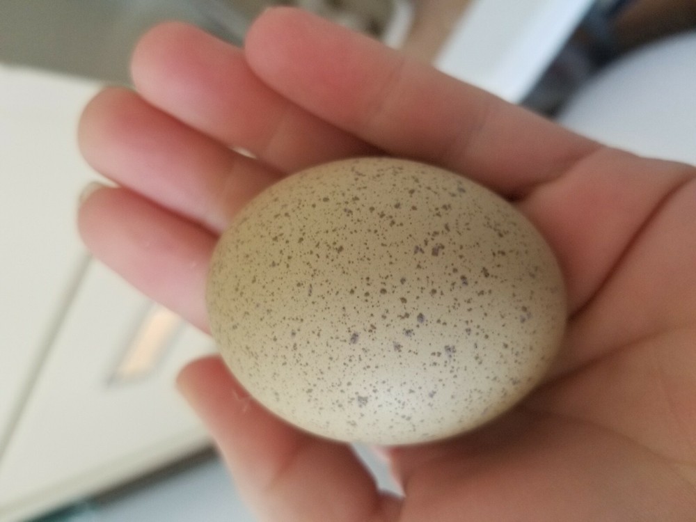 6 Fresh & Fertile Chicken Hatching Eggs - OLIVE EGGER