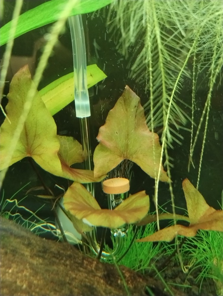 Complete Digital Planted Tank CO2 regulator and controller. NO NEEDLE VALVES!