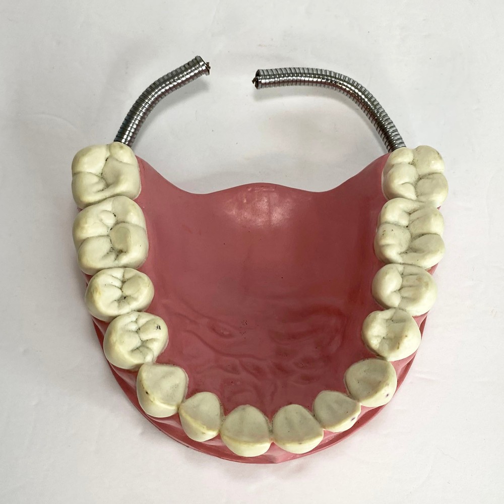 VTG Large Dental Teeth Hygiene Model typodont hinge