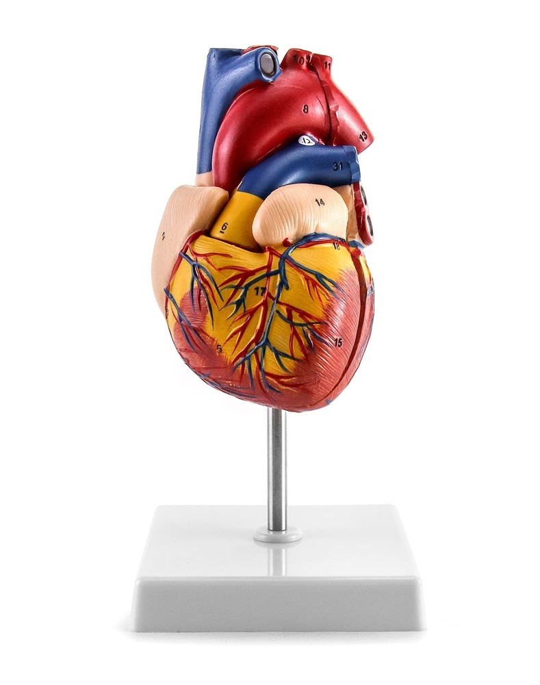 QWORK Human Heart Model, Anatomically Accurate Numbered 2-Part Life Size Hear...