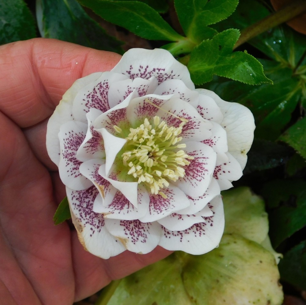 Hellebore Plants Mixed Double Flowered Seedlings