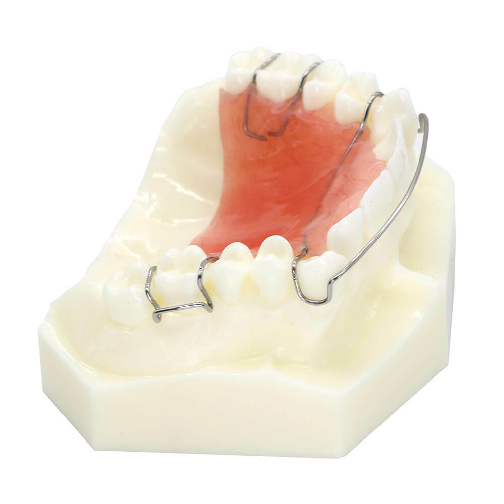 Dental Orthodontic Wearing Trainer Demonstration Plastic Model Teeth