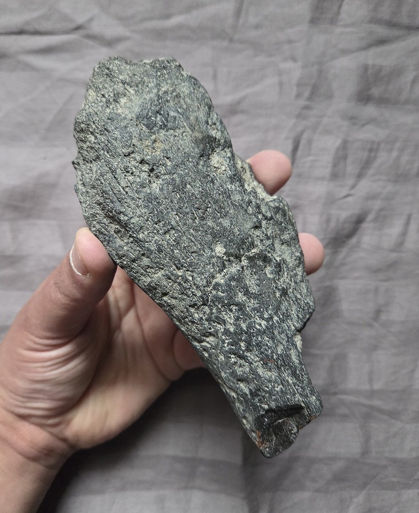 Rare Huge Plesiosaurus Humerus Paddle Reptile Bone Dinosaur Age