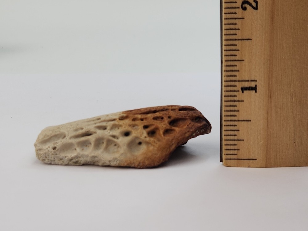 Crocodilian Surangular Jaw Skull Bone Fossil - Judith River Fm. - MT