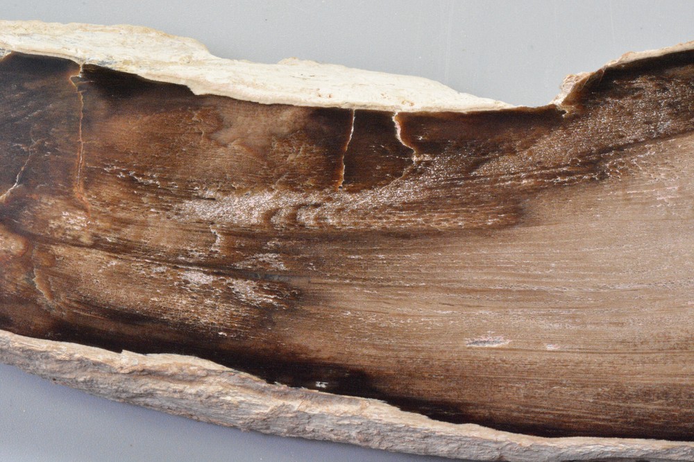 Petrified Wood, Rip Cut, Mcdermitt, Oregon