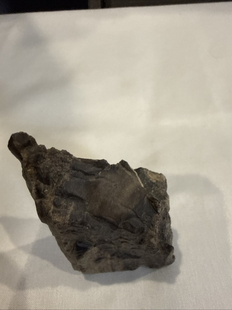 Quality Petrified Wood, Small Piece Nice Looking Small Item