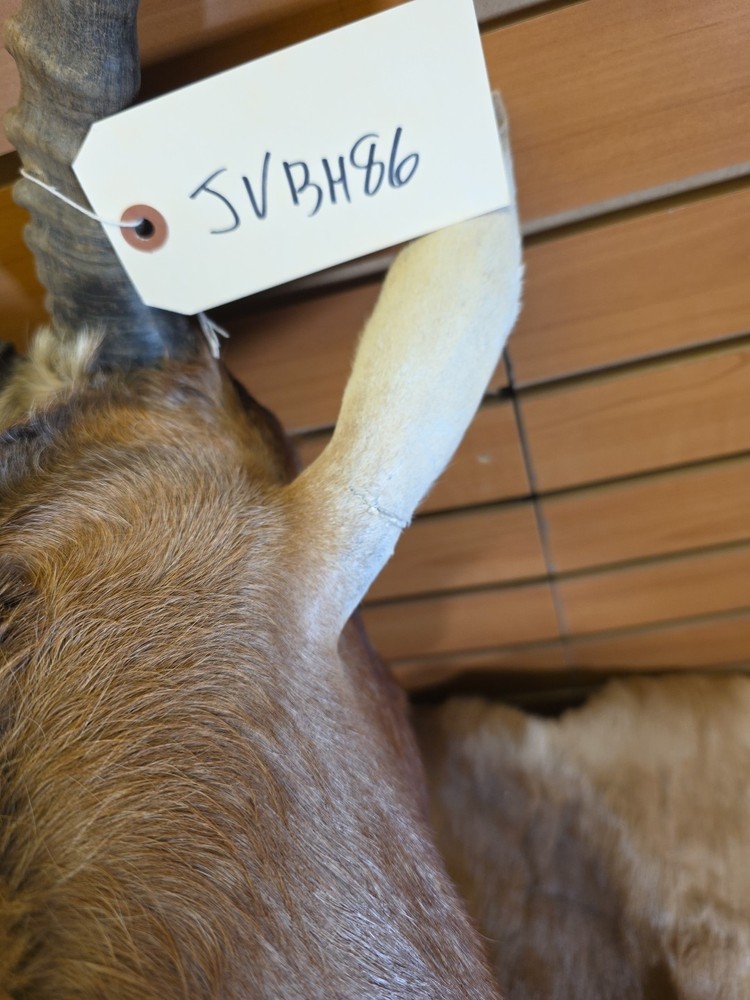 JVBH86 African Blesbok Shoulder Mount