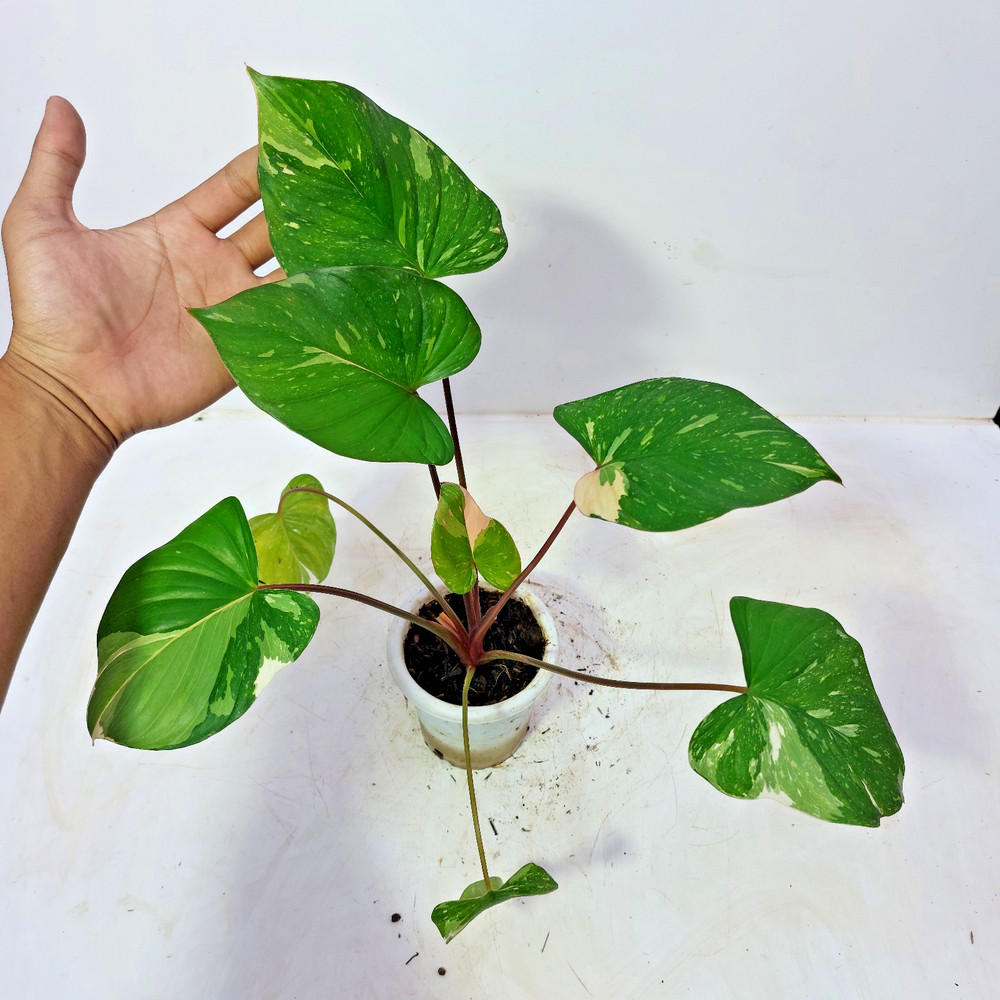 Homalomena Thai Constellation Variegated Free Phyto