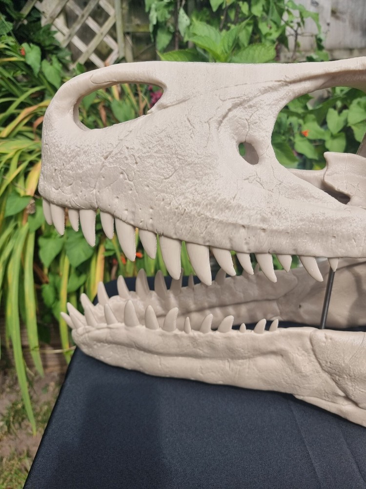 Utahraptor Life-size Dinosaur Replica Skull