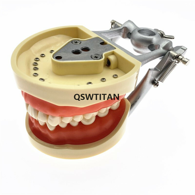 Dental teeth Model for Dental phantom head teeth model for Teaching tooth model