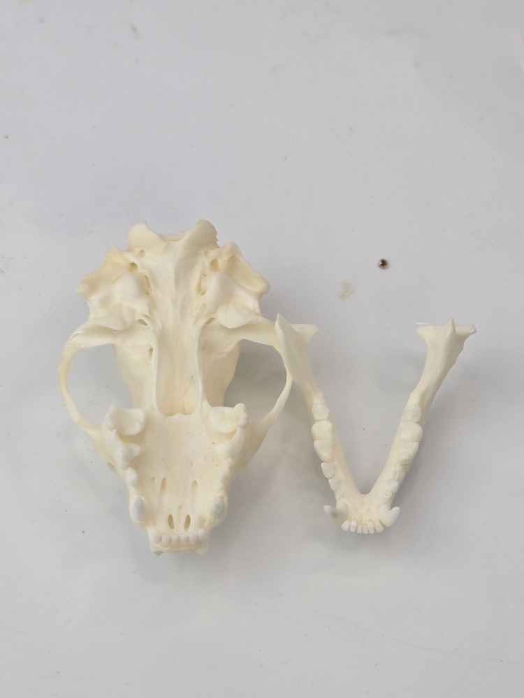 Real Striped Skunk Skull - Mephitis mephitis - American Sourced