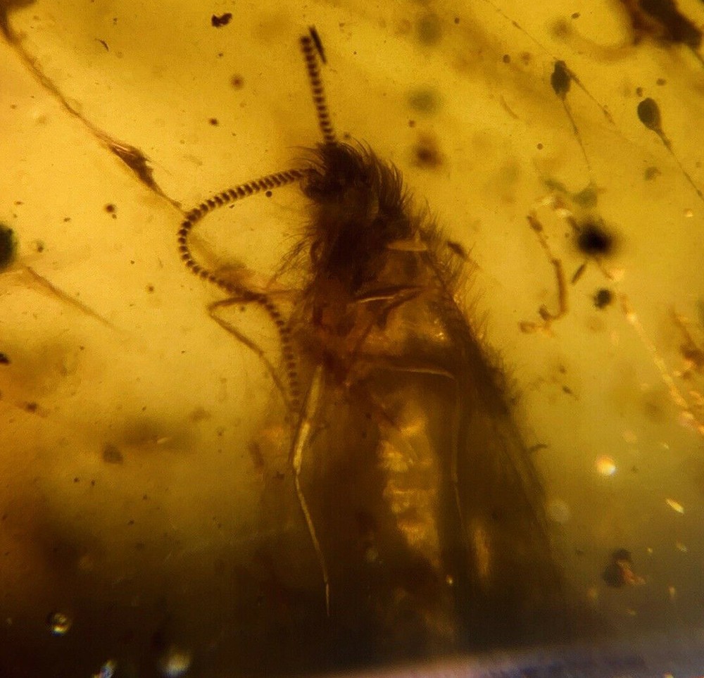 Burmese Amber Moth Inclusion with 4x Magnifying Case and COA