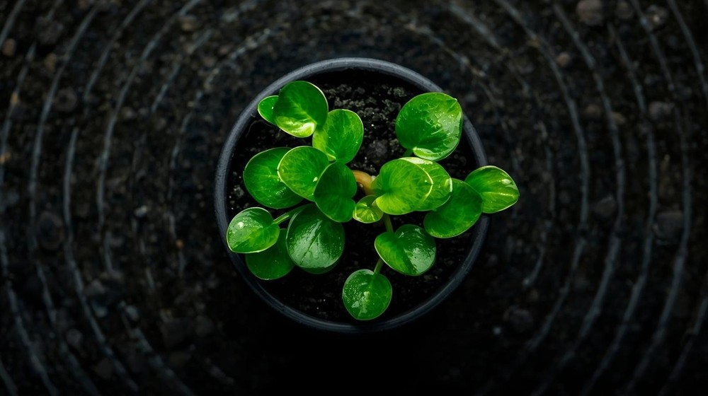 Anubias Barteri Mini Coin Leaf