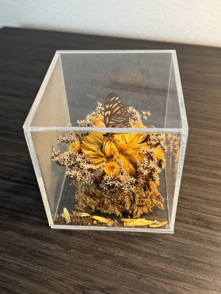 Vintage Butterfly & Dried Flower Lucite Cube