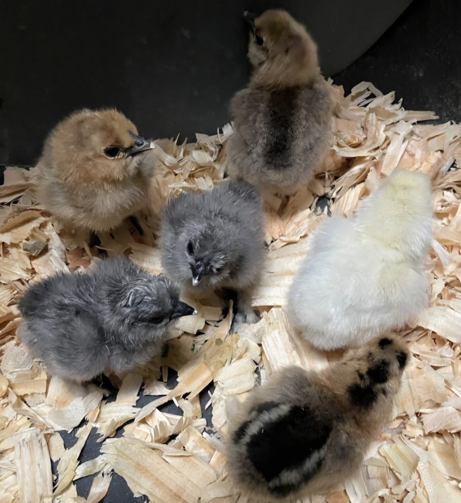 24 Silkie Hatching Eggs