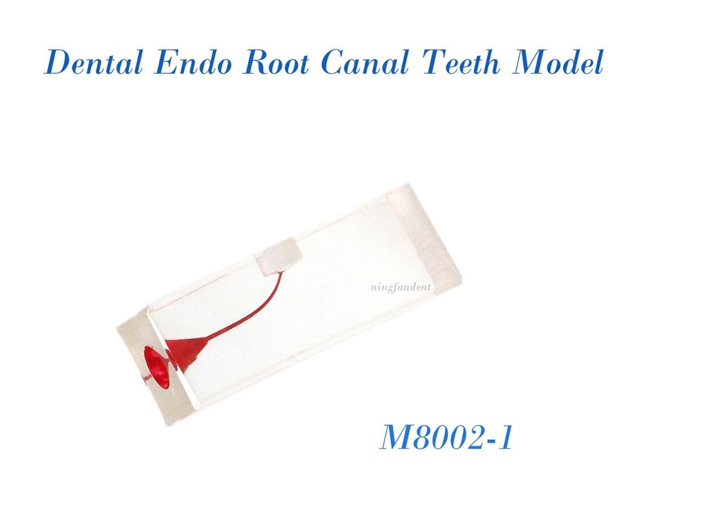10Pcs Dental Endo Root Canal Teeth Model Study RCT Pulp Cavity Practice Block